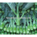 High quality big-stalk kailan seeds chinese kale seeds cabbage chinese Vegetable for planting